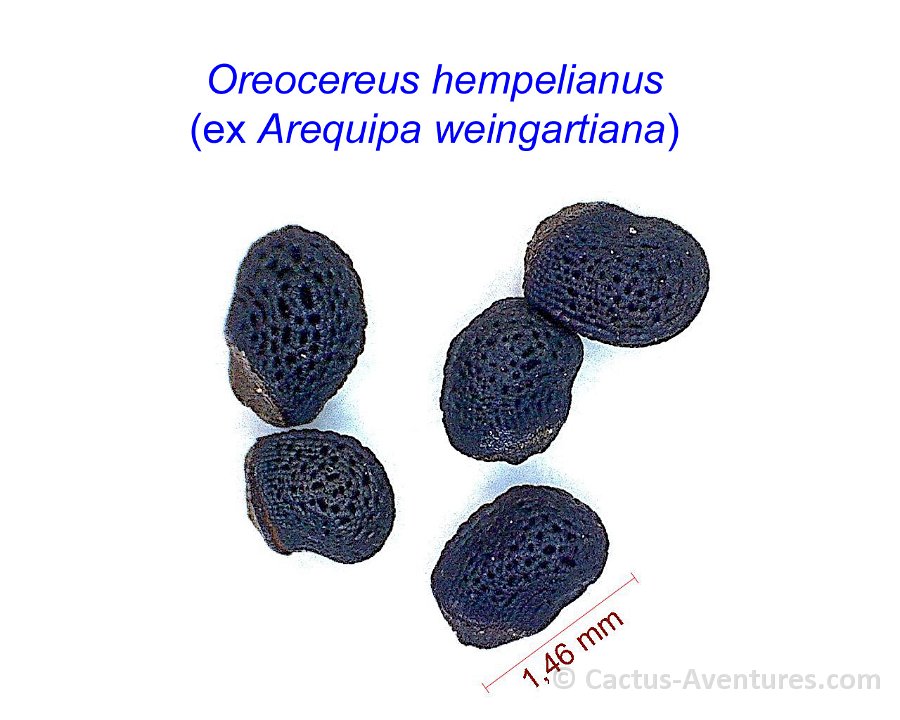 Oreocereus hempelianus ex Arequipa weingartiana